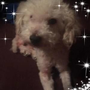 Meet your Posher, Saul